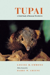 Cover image: Tupai 1st edition 9780520223844