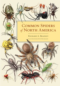 صورة الغلاف: Common Spiders of North America 1st edition 9780520315310