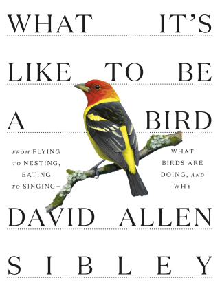 Cover image: What It's Like to Be a Bird 9780307957894