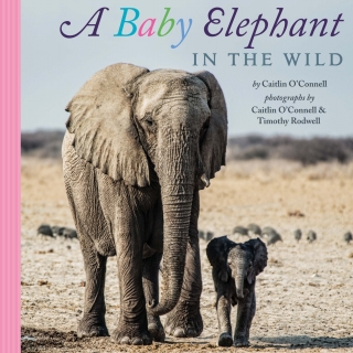 Cover image: A Baby Elephant in the Wild 9780544149441