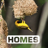 Cover image: Homes 9780544512634