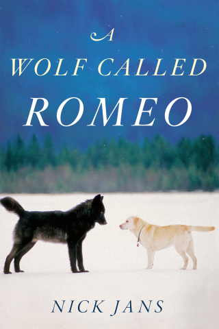 Imagen de portada: A Wolf Called Romeo 9780544228092