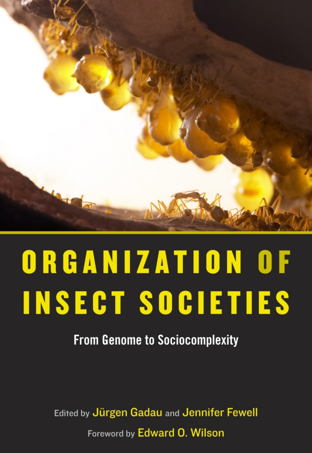 Organization of Insect Societies From Genome to Sociocomplexity