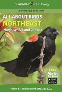 Imagen de portada: All About Birds Northeast 9780691990026
