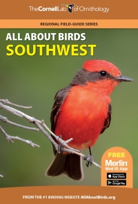 Imagen de portada: All About Birds Southwest 9780691990040