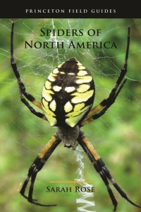 Titelbild: Spiders of North America 9780691175614