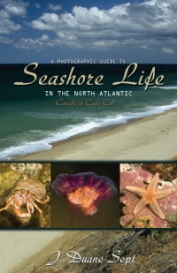 Omslagafbeelding: A Photographic Guide to Seashore Life in the North Atlantic 9780691133195