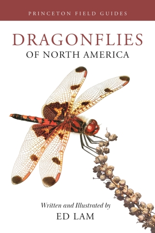 Cover image: Dragonflies of North America 9780691232874
