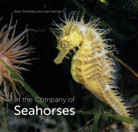 Omslagafbeelding: In the Company of Seahorses 9780995567320