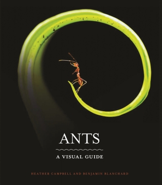 Imagen de portada: Ants 9780691228525