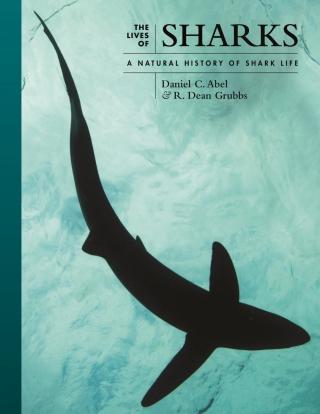 Imagen de portada: The Lives of Sharks 9780691244310