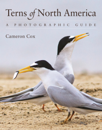 صورة الغلاف: Terns of North America 9780691161877
