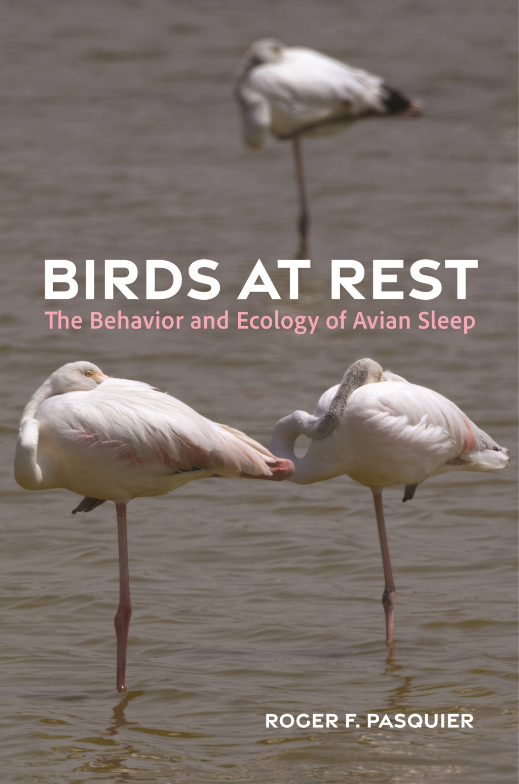 Birds at Rest The Behavior and Ecology of Avian Sleep