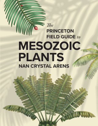Immagine di copertina: The Princeton Field Guide to Mesozoic Plants 9780691272436