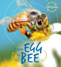 Omslagafbeelding: Lifecycles: Egg to Bee 9780711241022