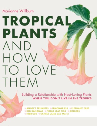 Cover image: Tropical Plants and How to Love Them 9780760368947