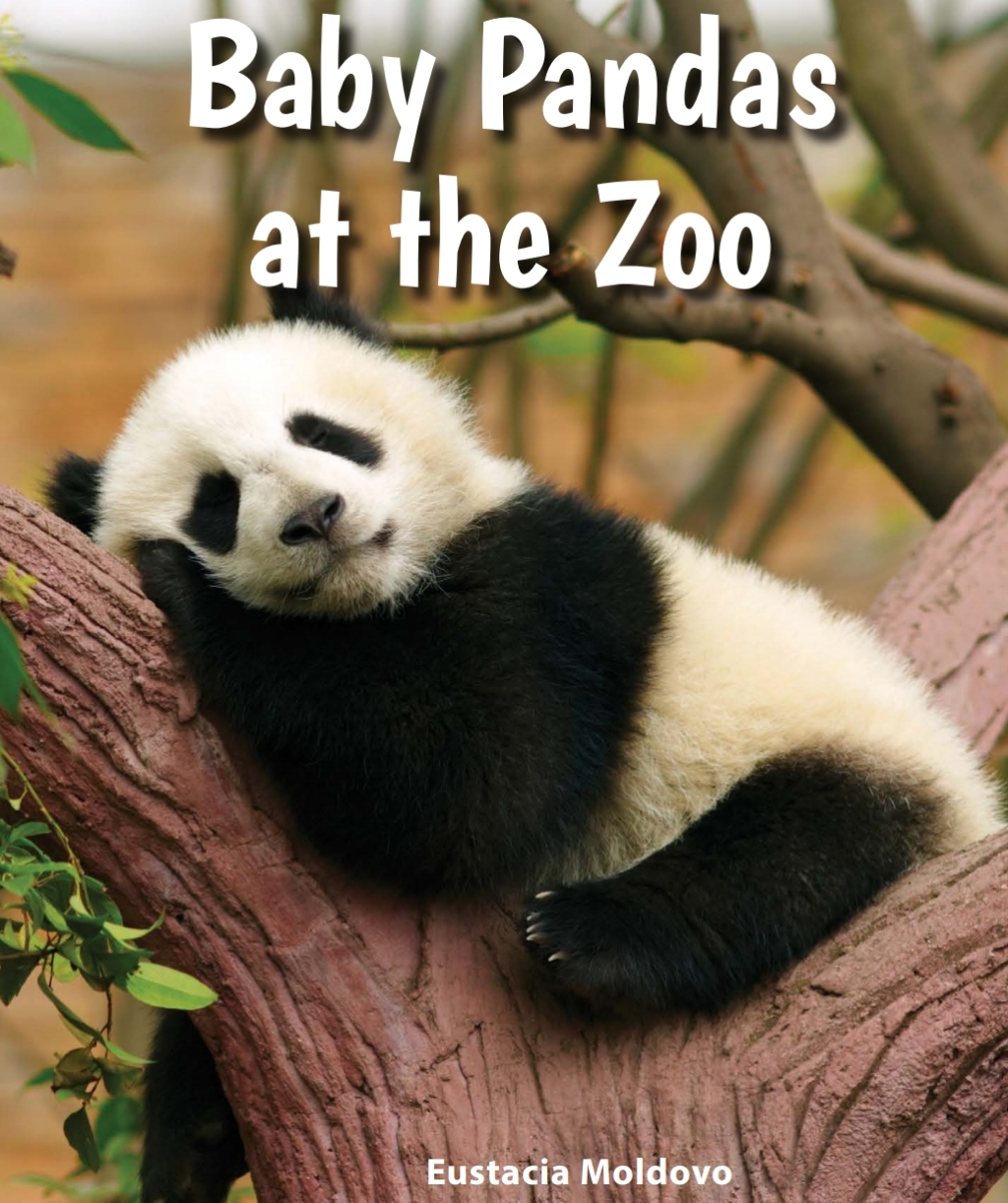Baby Pandas at the Zoo