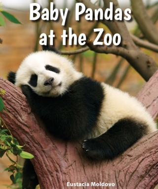 Cover image: Baby Pandas at the Zoo 9780766070776