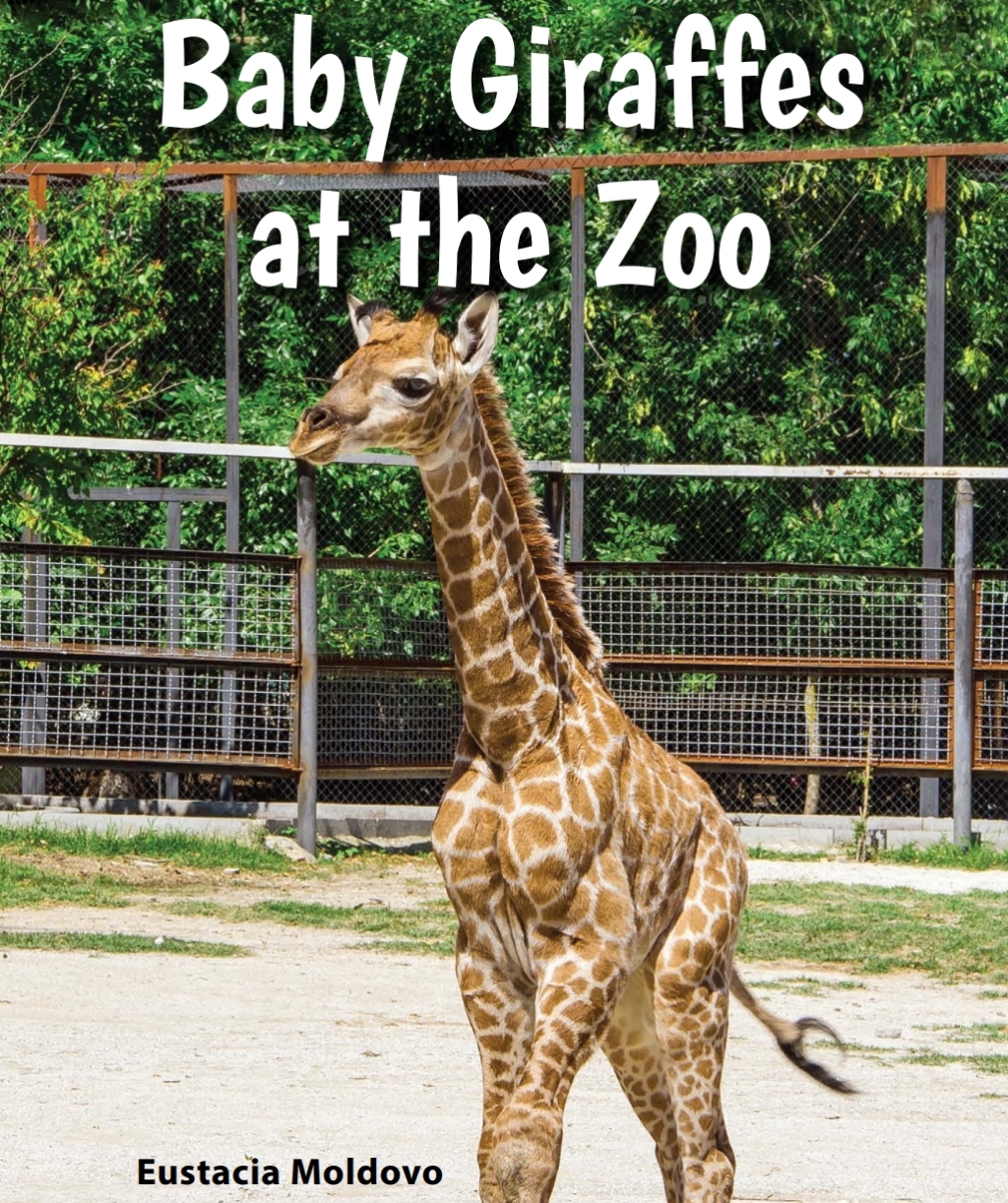 Baby Giraffes at the Zoo