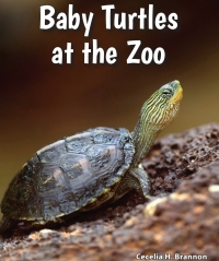 صورة الغلاف: Baby Turtles at the Zoo