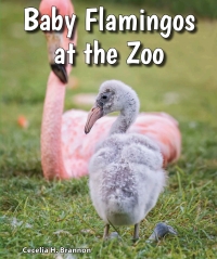 Cover image: Baby Flamingos at the Zoo