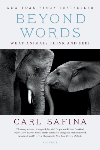 Cover image: Beyond Words 9780805098884