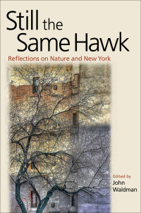 Cover image: Still the Same Hawk 9780823249893