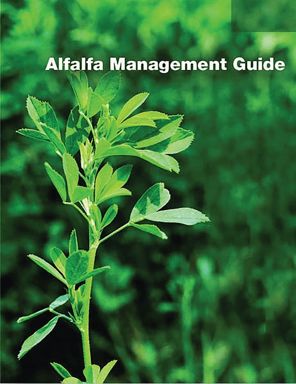 Alfalfa Management Guide 1st Edition