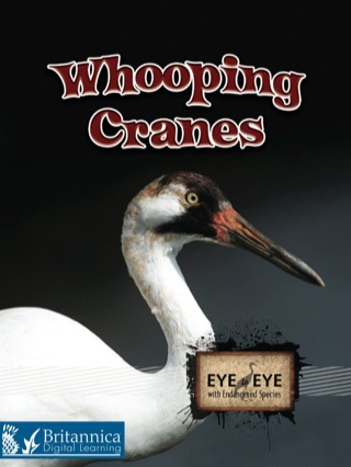 Imagen de portada: Whooping Cranes 1st edition 9781606944011
