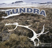 Imagen de portada: Tundra 1st edition 9781589526877