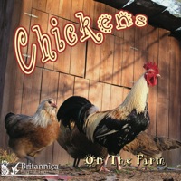 Imagen de portada: Chickens on the Farm 1st edition 9781615902644