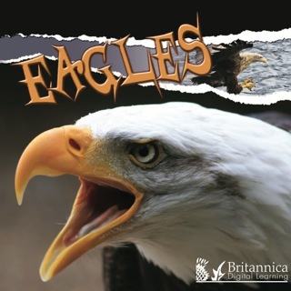 Cover image: Eagles 1st edition 9781606943946