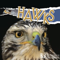 صورة الغلاف: Hawks 1st edition 9781606943977