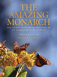 Cover image: The Amazing Monarch 9780989220101