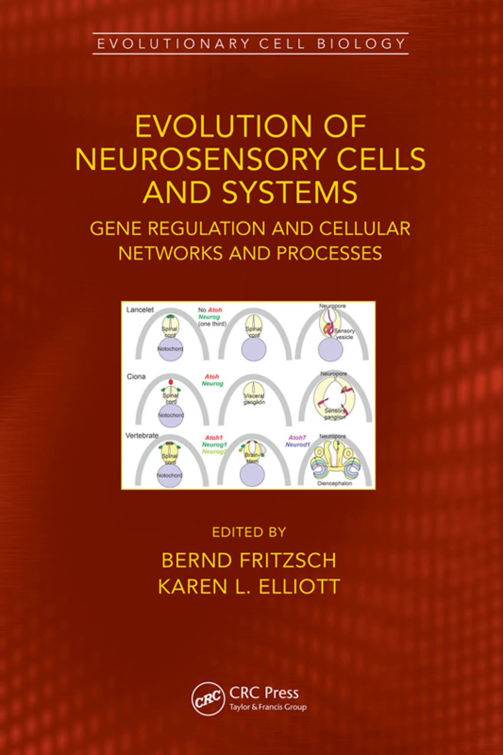 Evolution of Neurosensory Cells and Systems Gene regulation and cellular networks and processes 1st Edition