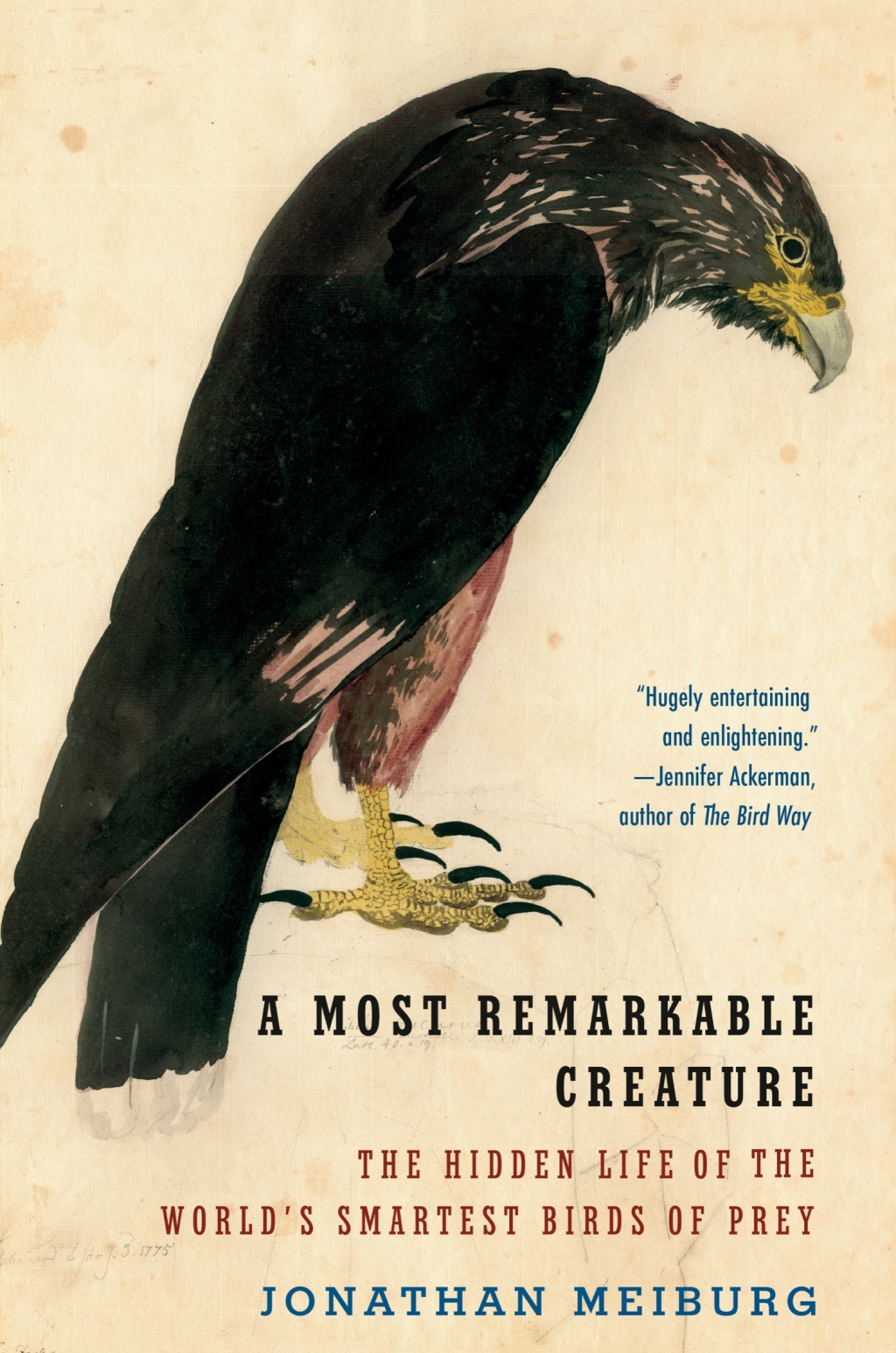 A Most Remarkable Creature The Hidden Life of the World’s Smartest Birds of Prey