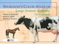 Cover image: Spurgeon's Color Atlas of Large Animal Anatomy 1st edition 9780683306736