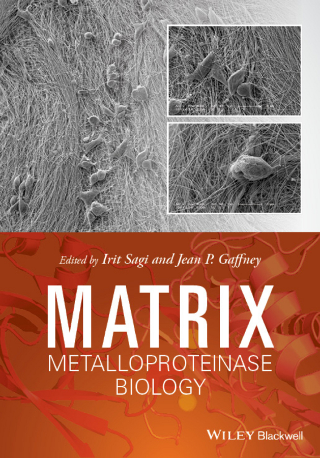 Matrix Metalloproteinase Biology 1st Edition