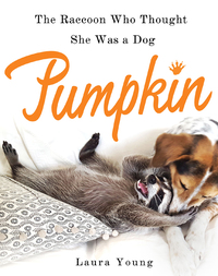 Cover image: Pumpkin: The Raccoon Who Thought She Was a Dog 9781250108982