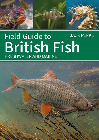 Cover image: Field Guide to British Fish 1st edition 9781399412254