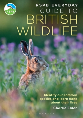 Cover image: RSPB Everyday Guide to British Wildlife 1st edition 9781399413329
