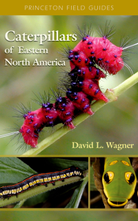 Omslagafbeelding: Caterpillars of Eastern North America 9780691121437