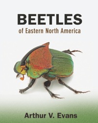Cover image: Beetles of Eastern North America 9780691133041
