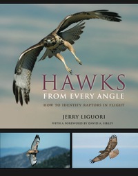 表紙画像: Hawks from Every Angle 9780691118246