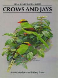 Immagine di copertina: Crows and Jays 1st edition 9781408157381