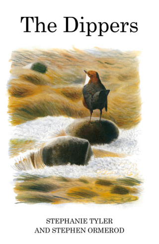 Cover image: The Dippers 1st edition 9781408136812