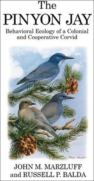Imagen de portada: The Pinyon Jay 1st edition 9781408136935