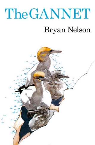 Cover image: The Gannet 1st edition 9781408138588