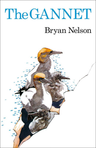 Cover image: The Gannet 1st edition 9781408138588