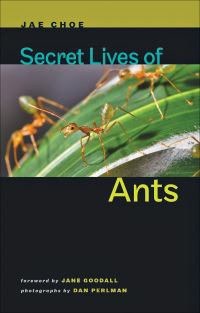 Imagen de portada: Secret Lives of Ants 9781421404288